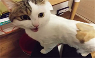 猫被打为什么不记仇