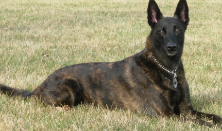 荷兰牧羊犬和马犬哪个好