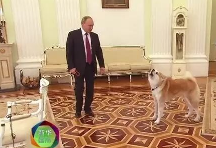 普京教的一手好狗!来自岛国的秋田犬,冲着日本人狂吠不止。 普京教的一手好狗!来自岛国的秋田犬,冲着日本人狂吠不止。