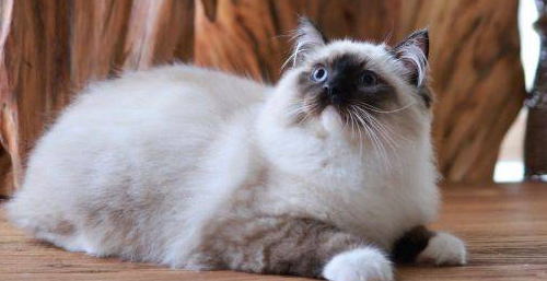 重点色布偶猫不为人知的秘密——MERLIN梅林森林布偶猫舍