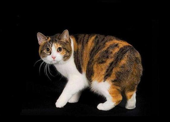 纠正曼岛无尾猫的异常摄食行为 纠正曼岛无尾猫的异常摄食行为