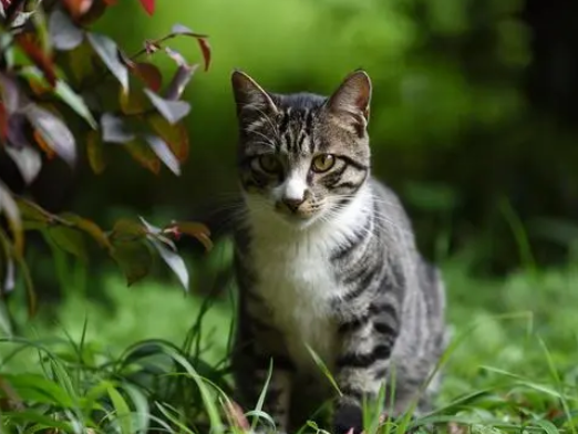 为什么灰色狸花猫罕见