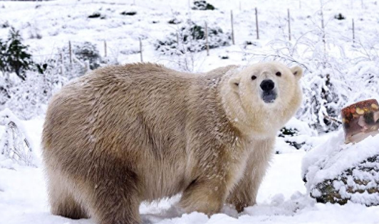 大棕熊北上入侵领地，公北极熊忙着逃命，带仔母熊被迫出来迎敌
