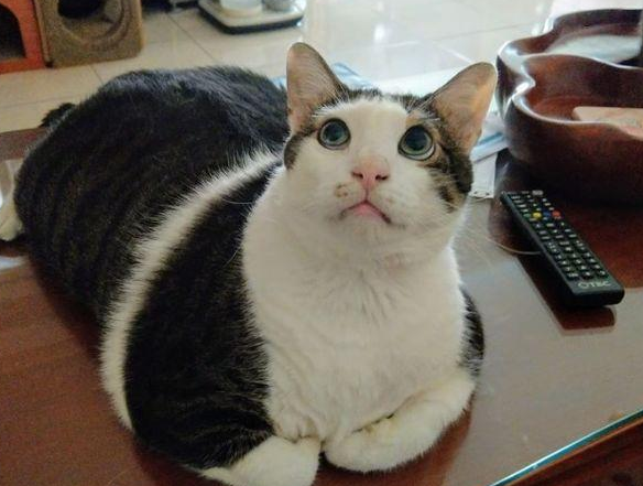 爸妈很嫌弃领养来的猫，一年后却各自在外偷养猫达到7只！