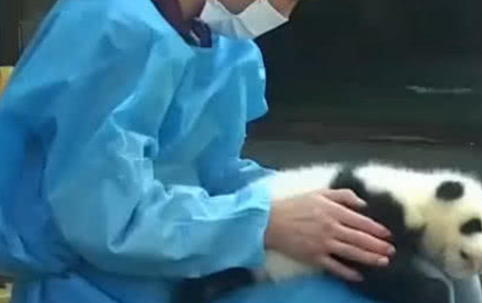 熊猫被奶爸当成“桌垫”,一脸不情愿的小模样,团子:我可是国宝 熊猫被奶爸当成“桌垫”,一脸不情愿的小模样,团子:我可是国宝