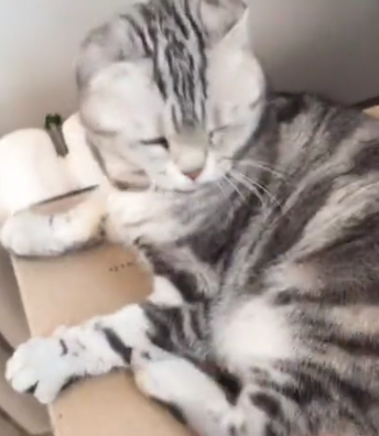 主人逗猫拍猫屁股,结果它不乐意了,垫子:兄弟别动手,算了算了 主人逗猫拍猫屁股,结果它不乐意了,垫子:兄弟别动手,算了算了