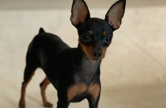 小鹿犬外出“撒欢” “铲屎官”浑然不知 小鹿犬外出“撒欢” “铲屎官”浑然不知