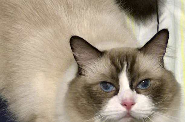 猫咪为什么“听不懂”名字?其实有这些原因 猫咪为什么“听不懂”名字?其实有这些原因