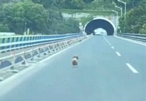 狗狗在高速路上狂奔追车，是被人遗弃了，还是和主人走散了啊？
