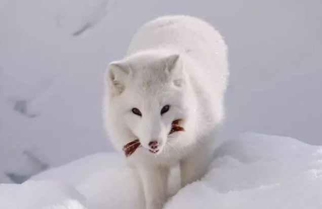 雪狐的简介图片可爱 雪狐的简介图片可爱