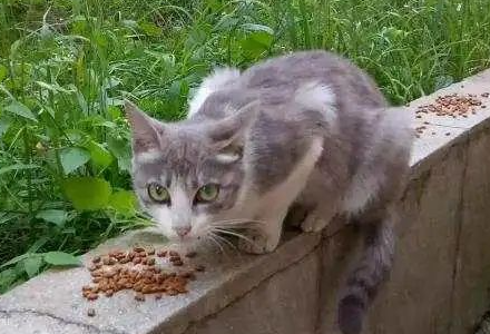 判了！流浪猫伤人，喂猫人赔偿！