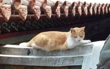 橘猫每日跑到寺庙，本以为它是诚心拜佛，结果却在房顶睡大觉！