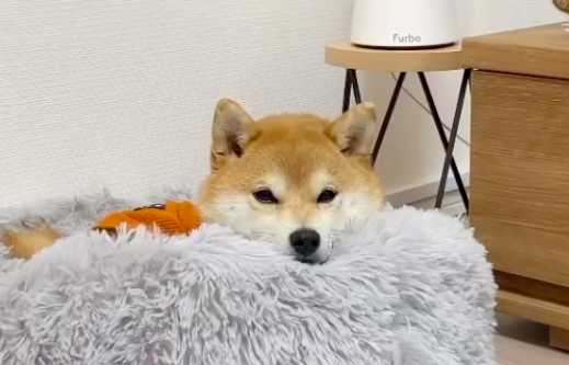 柴犬为追老婆出走两公里,最后被另一只狗找到送回! 柴犬为追老婆出走两公里,最后被另一只狗找到送回!