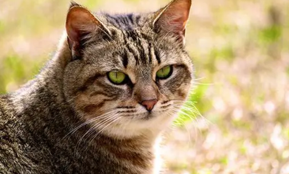 加州闪亮猫有关节病吗？加州闪亮猫关节病治疗
