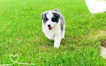 鸳鸯眼边牧是不是有问题