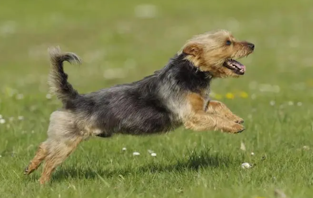 澳大利亚梗幼犬多少钱一只
