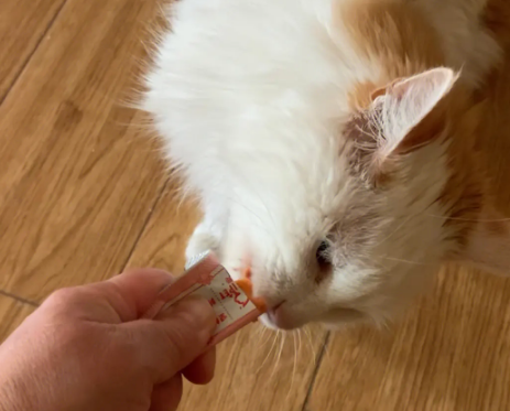 宠此无忧猫条怎么样?这款宠物品牌怎么样? 宠此无忧猫条怎么样?这款宠物品牌怎么样?