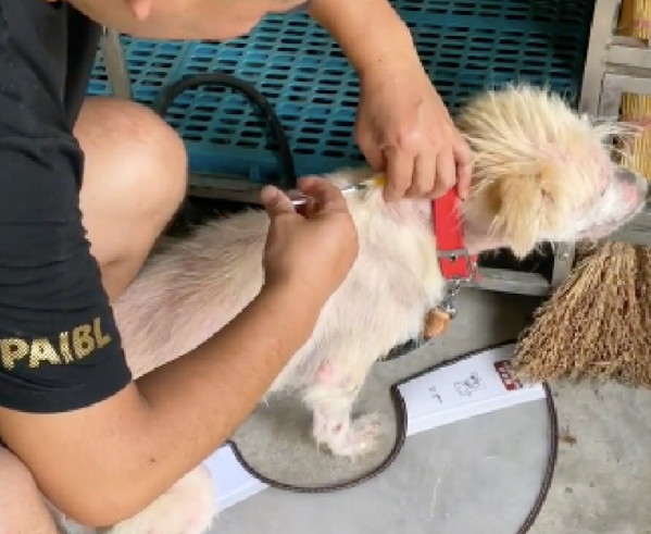 狗狗被送养半年后，志愿者差点没认出它，乖巧懂事的它性情大变
