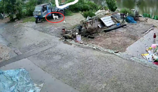 狗狗乱咬电动三轮车的线路,结果意外启动差点冲进河里,好险! 狗狗乱咬电动三轮车的线路,结果意外启动差点冲进河里,好险!