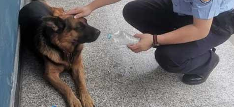 杭州一条神奇警犬,抖音播放量飙到2500万! 杭州一条神奇警犬,抖音播放量飙到2500万!