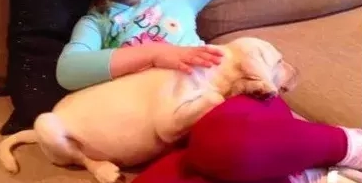爱犬遭窃,4岁小女孩心碎痛哭:我把最好的朋友弄丢了 爱犬遭窃,4岁小女孩心碎痛哭:我把最好的朋友弄丢了