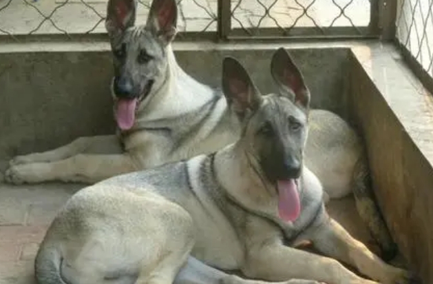狼青犬多少钱一只幼犬 狼青犬多少钱一只幼犬
