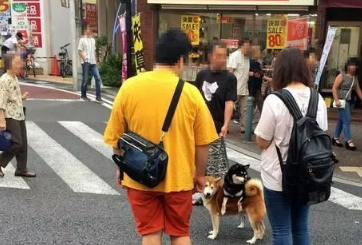 主人养了两只柴犬,带它们出门遛弯,结果散步姿势遭围观 主人养了两只柴犬,带它们出门遛弯,结果散步姿势遭围观