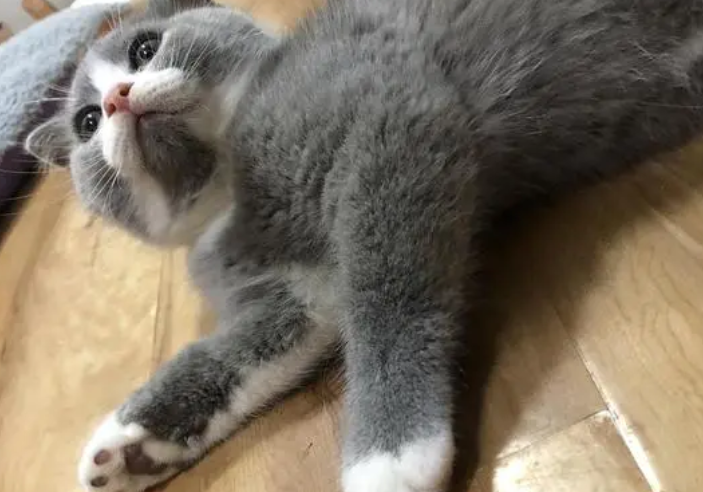 净梵猫优缺点?白梵猫与净梵猫区别? 净梵猫优缺点?白梵猫与净梵猫区别?