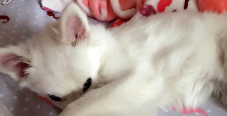 银狐犬耳朵毛黄是纯种吗