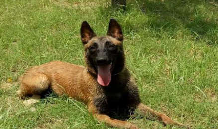 正宗马犬多少钱一只 正宗马犬多少钱一只