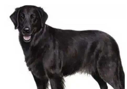 黑色金毛犬是什么品种