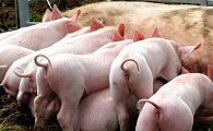 母猪的饲养与管理技术