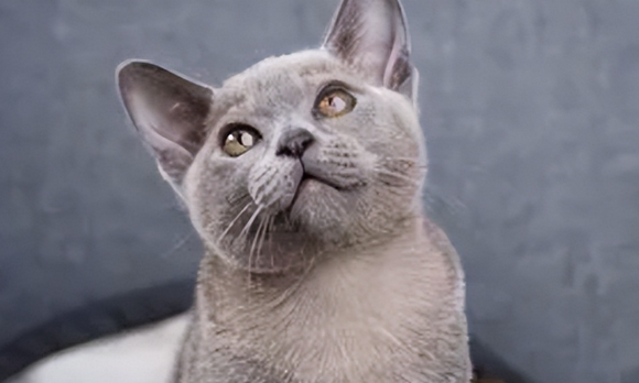 夏特尔猫是否粘人?夏特尔猫形态特征 夏特尔猫是否粘人?夏特尔猫形态特征