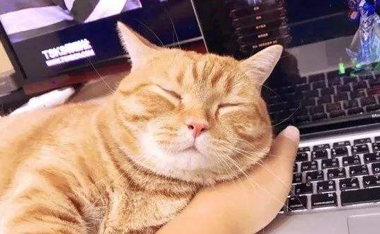 我哭了，上了年纪的猫惹不起 