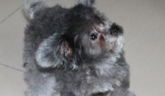 灰色茶杯犬配什么公犬