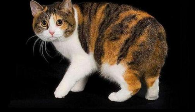 曼岛无尾猫多少钱一只,曼岛无尾猫价格 曼岛无尾猫多少钱一只,曼岛无尾猫价格