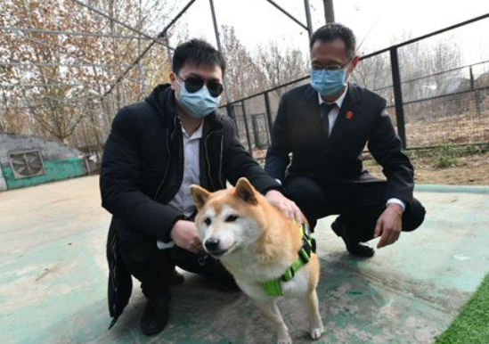 这样对待宠物可能涉嫌犯罪!朝阳法院发布涉宠违法犯罪案例