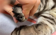 猫怕指甲吗
