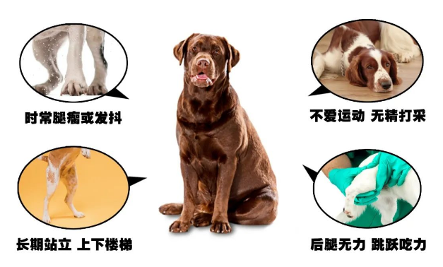 别交智商税!如果只为它挑一款关节保健单品,必须是这个 别交智商税!如果只为它挑一款关节保健单品,必须是这个