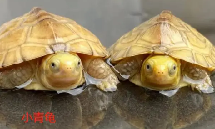 北石龟和小青龟的区别，看完学会了
