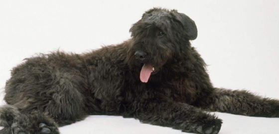 法兰德斯畜牧犬的日常护理？从腰部往前修毛
