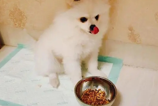 幼犬博美一天喂几次 幼犬博美一天喂几次