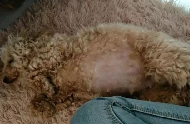 泰迪被田园犬强上，两个月后生下几只小奶狗
