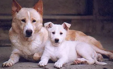 卡南犬好养吗 幼年时期饲养很关键 卡南犬好养吗 幼年时期饲养很关键