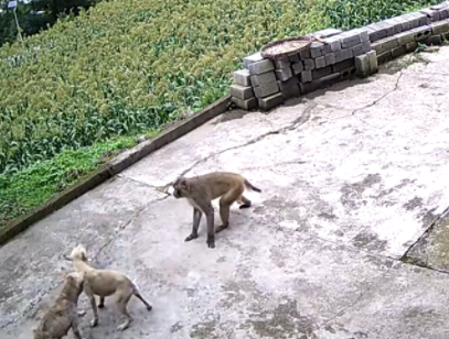 野猴来家中想要掳走狗,被同伴拼死救下! 野猴来家中想要掳走狗,被同伴拼死救下!