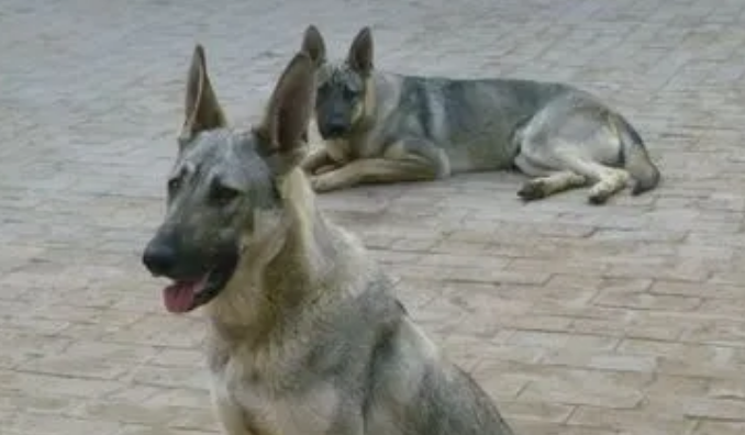 狼青犬有几种颜色 狼青犬有几种颜色