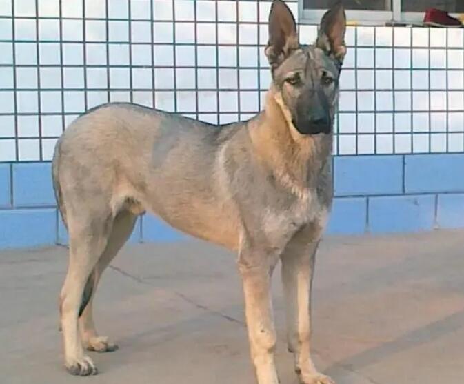 养狼青犬违法吗