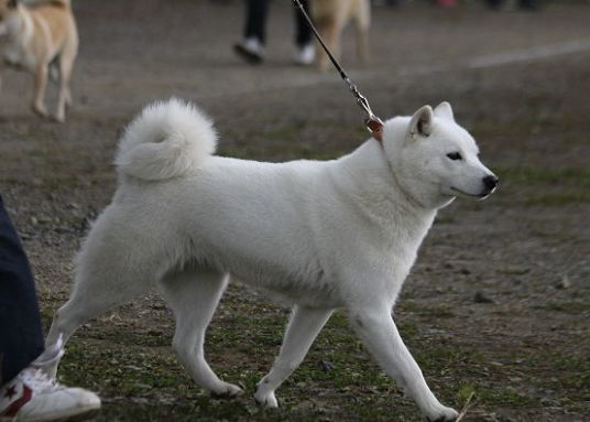 日本三种名犬ーー柴犬,北海道犬,秋田犬