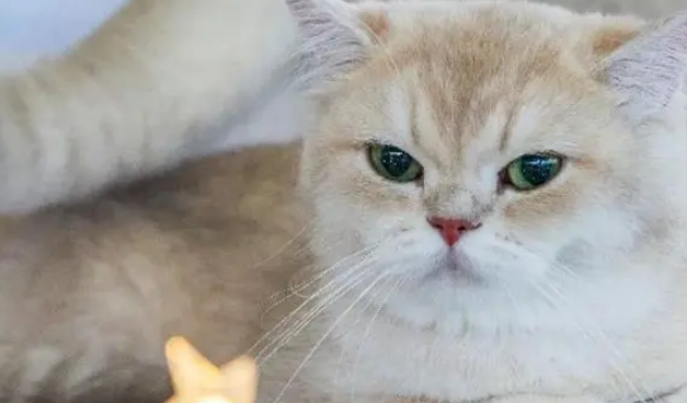 瑞普生物:猫三联有望早于预期上市 国内宠物动保行业进入收获期瑞普生物:猫三联有望早于预期上市 国内宠物动保行业进入收获期|直击业绩会 瑞普生物:猫三联有望早于预期上市 国内宠物动保行业进入收获期瑞普生物:猫三联有望早于预期上市 国内宠物动保行业进入收获期|直击业绩会