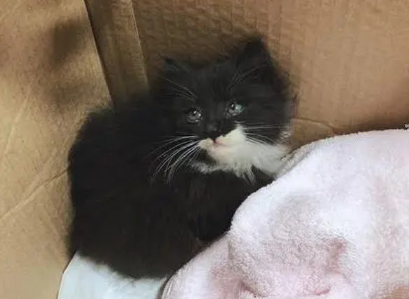 乌云盖雪猫的寓意